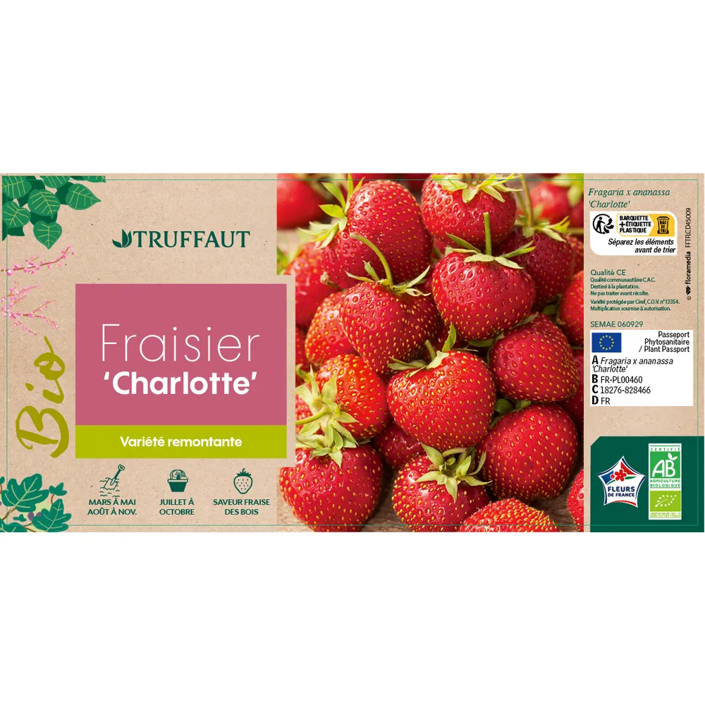 Plant de fraisier 'Charlotte' bio : en racines nues